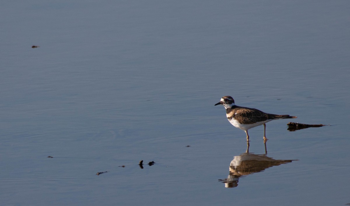 Killdeer - ML642093936