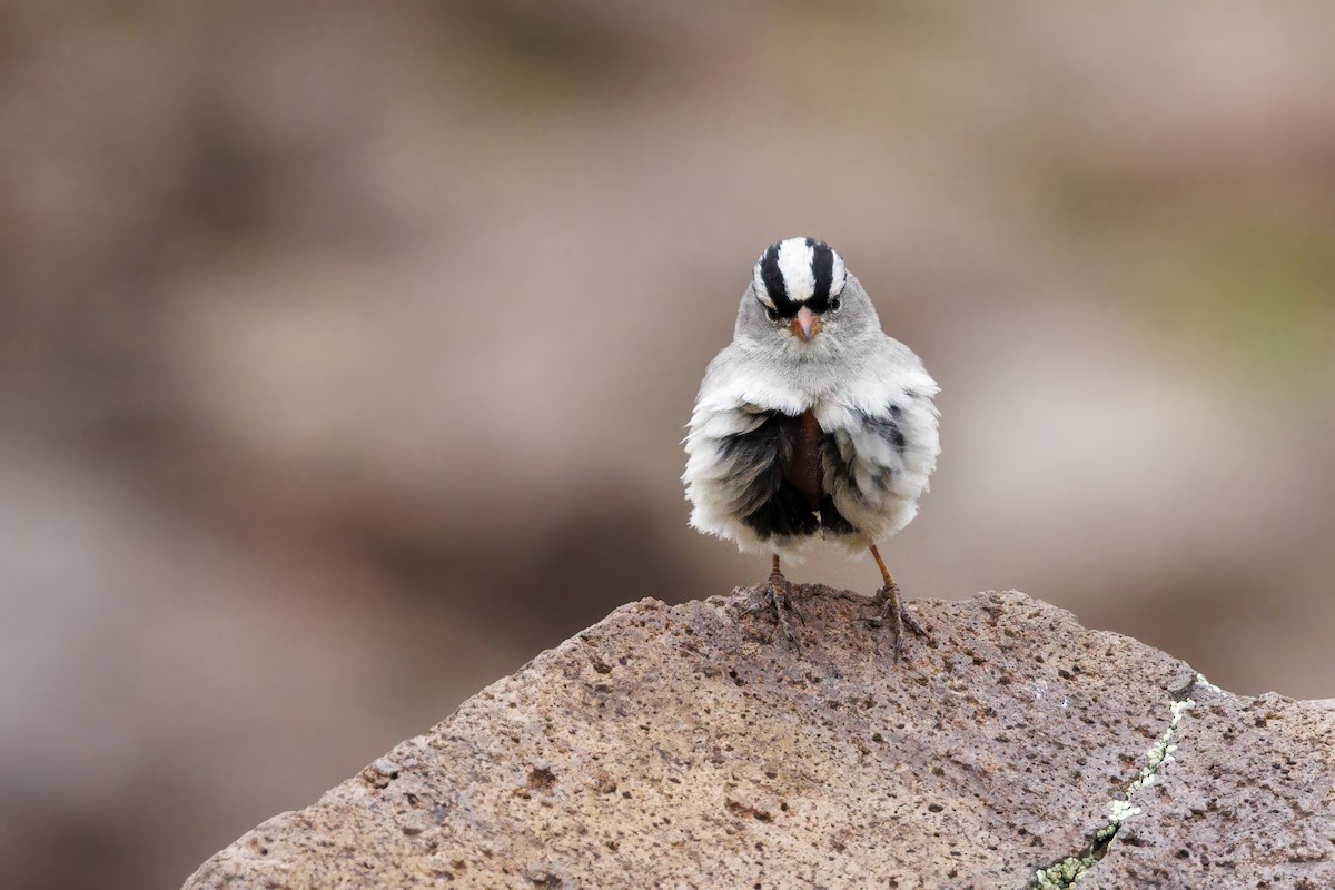 White-crowned Sparrow - ML642093940