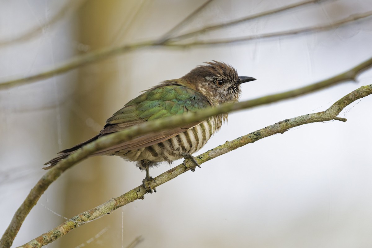 Shining Bronze-Cuckoo - ML642093947