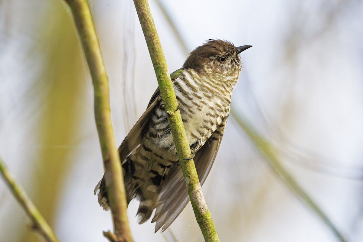 Shining Bronze-Cuckoo - ML642093948