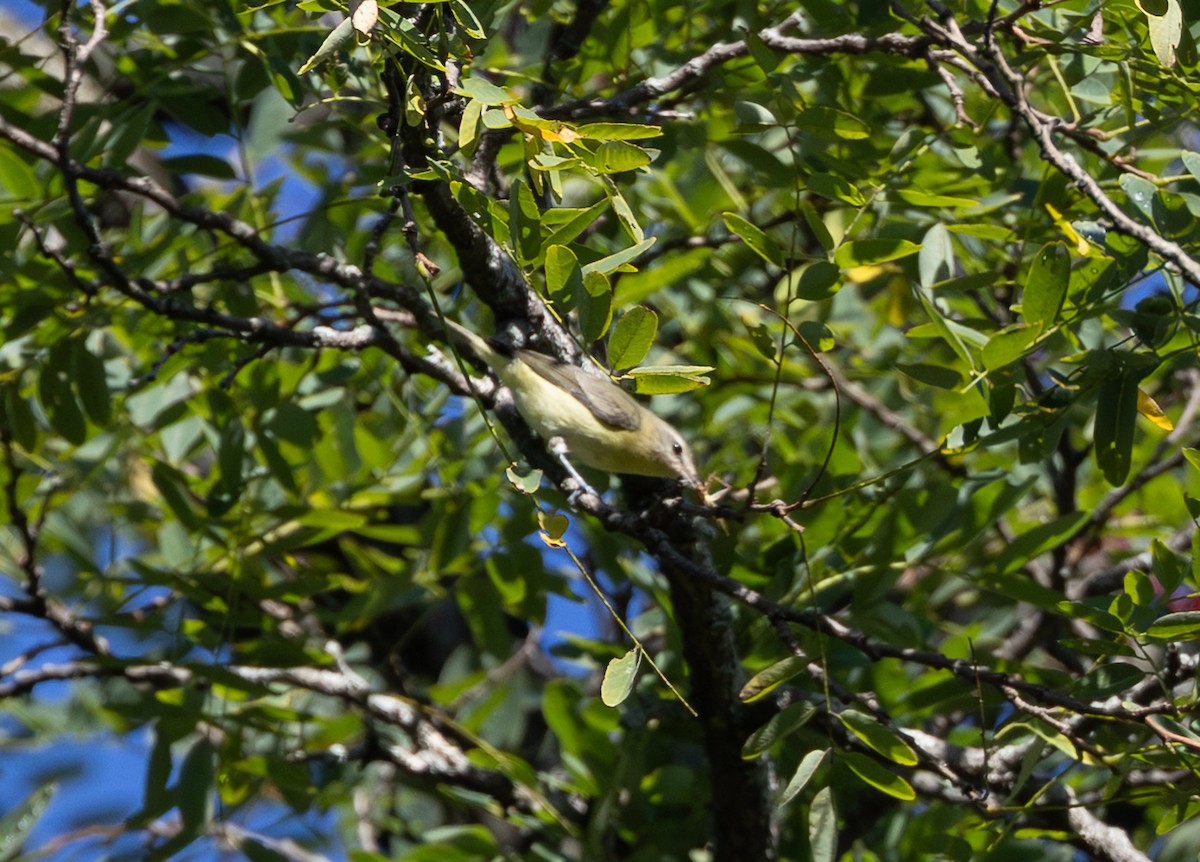 Philadelphia Vireo - ML642093949