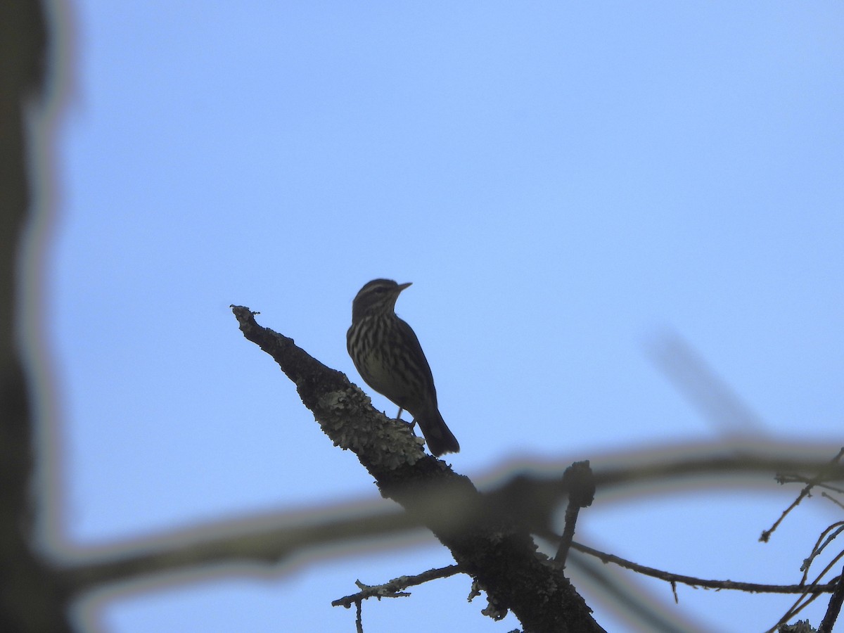 Northern Waterthrush - ML642093950
