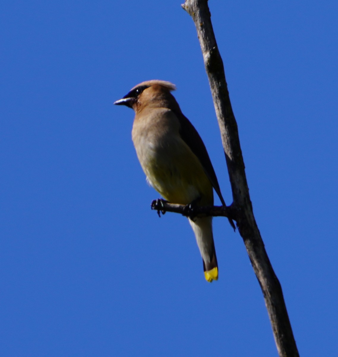 Cedar Waxwing - ML642093962