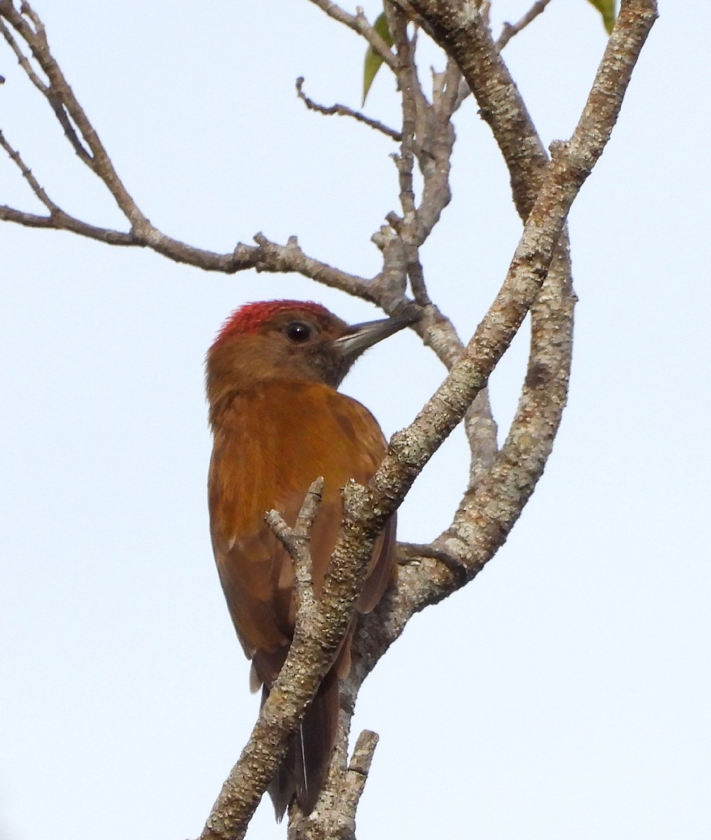 Smoky-brown Woodpecker - ML642093965