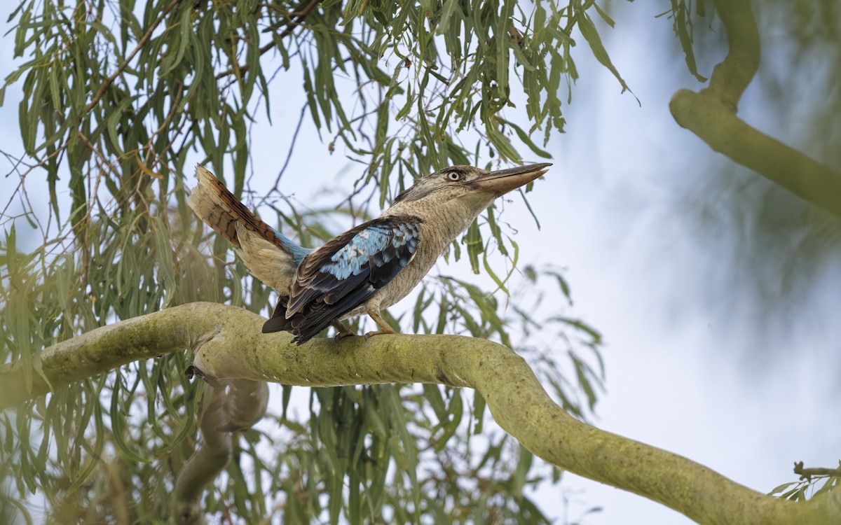 Blue-winged Kookaburra - ML642093967
