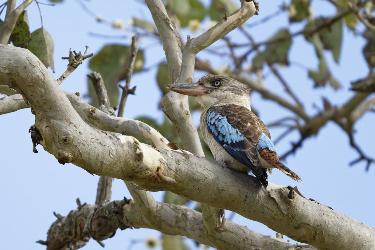 Blue-winged Kookaburra - ML642093968
