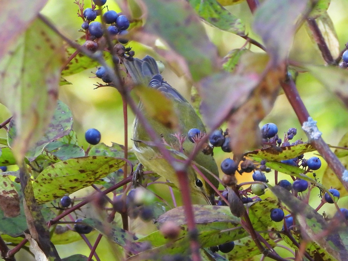Tennessee Warbler - ML642093971