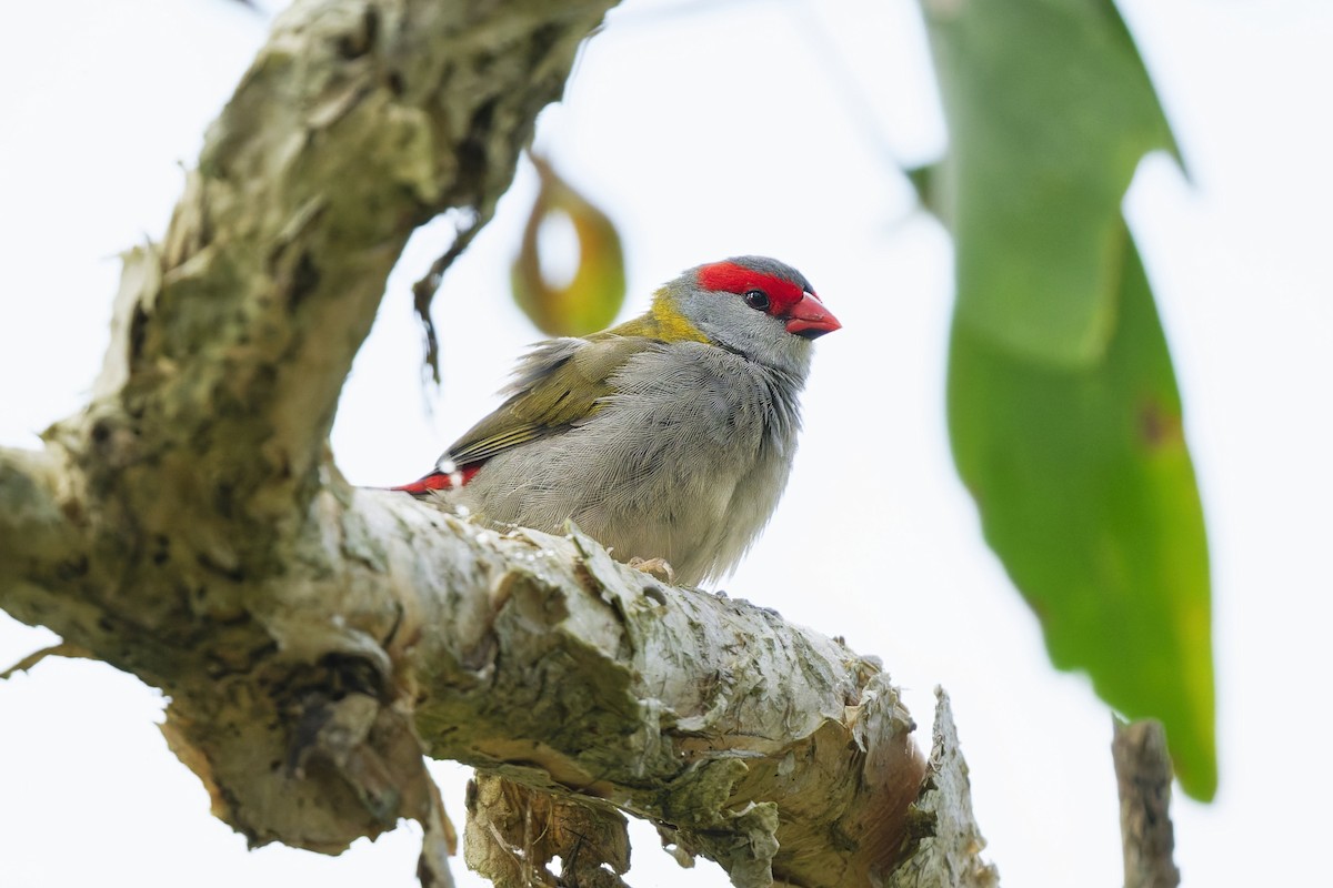 Red-browed Firetail - ML642093974
