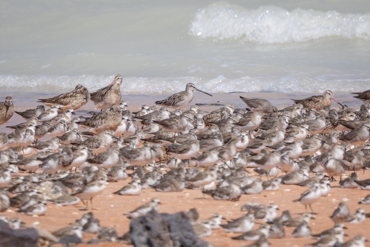 Asian Dowitcher - ML642093981