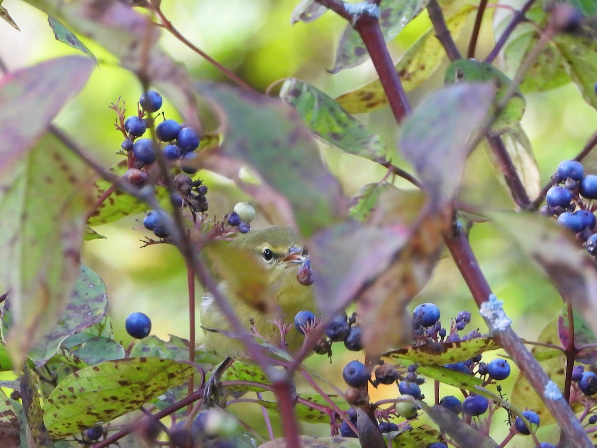 Tennessee Warbler - ML642093984