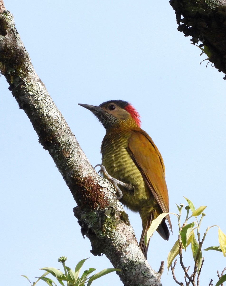 Golden-olive Woodpecker (Golden-olive) - ML642093988