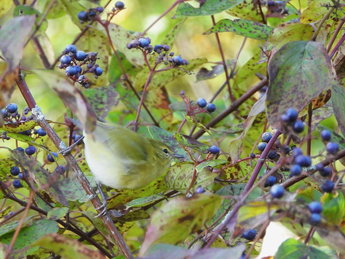 Tennessee Warbler - ML642093993