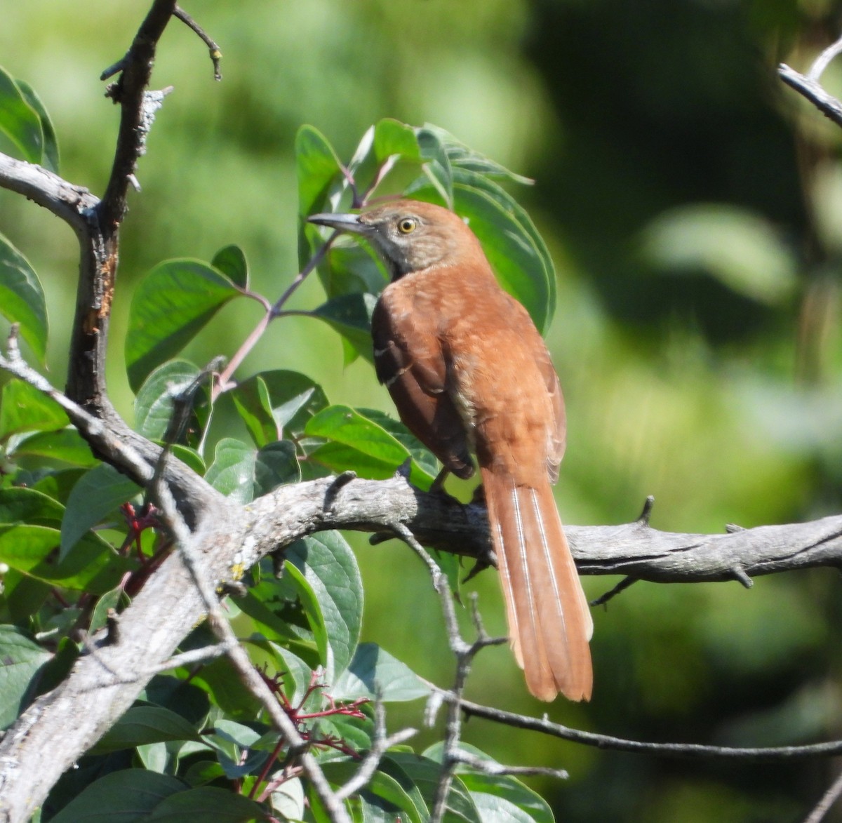 Brown Thrasher - ML642094019
