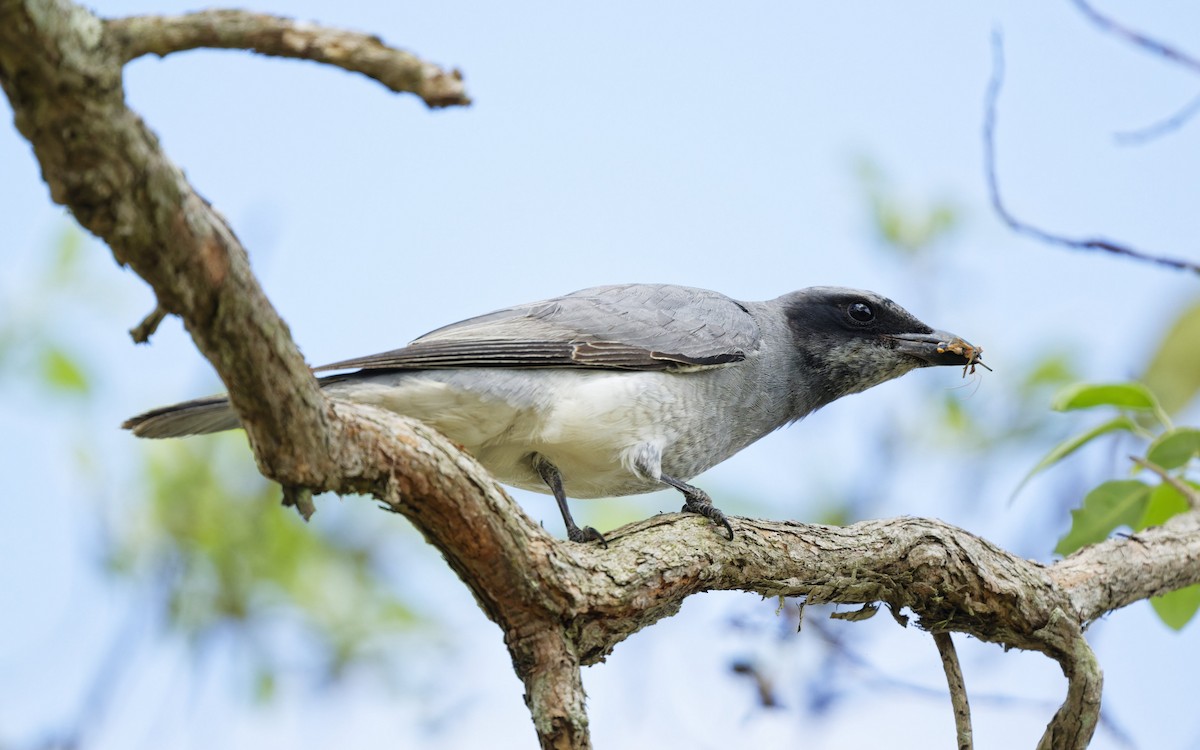 Black-faced Cuckooshrike - ML642094022