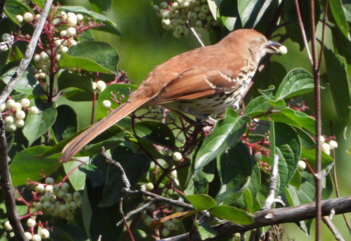 Brown Thrasher - ML642094043