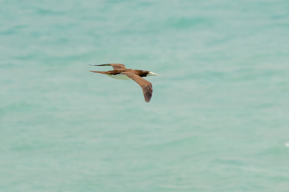 Brown Booby - ML642094045