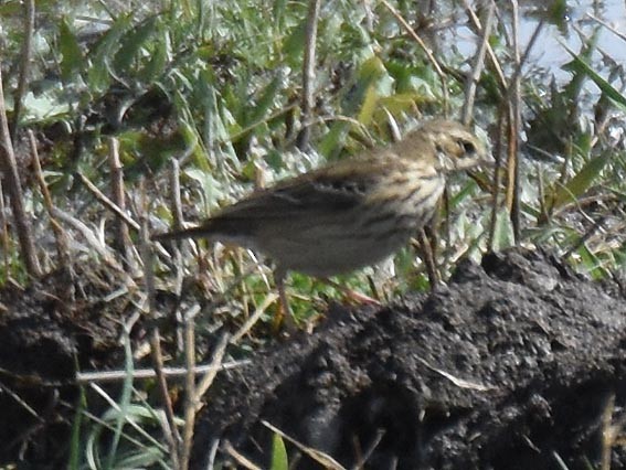 sibirpiplerke - ML642094048