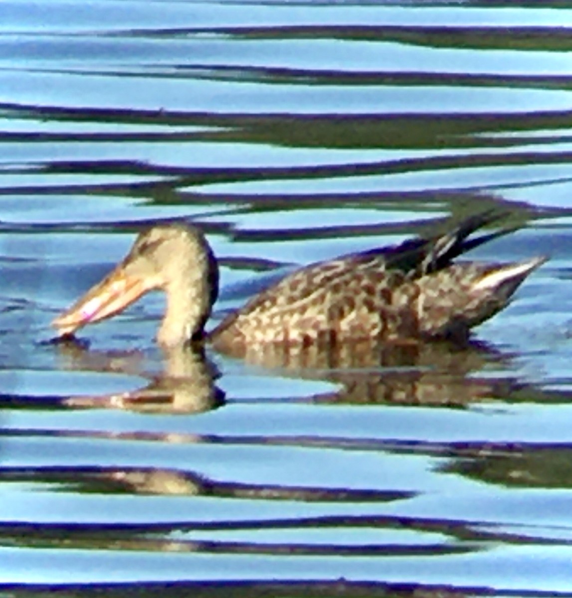 Canard souchet - ML642094070