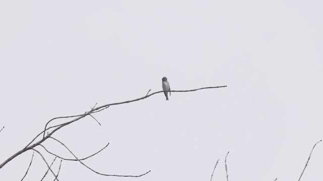 Dark-sided Flycatcher (Siberian) - ML642094100