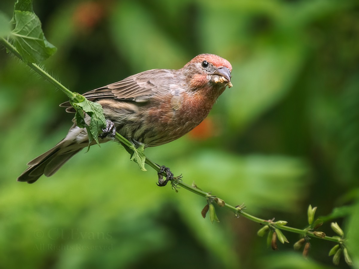 House Finch - ML642094109
