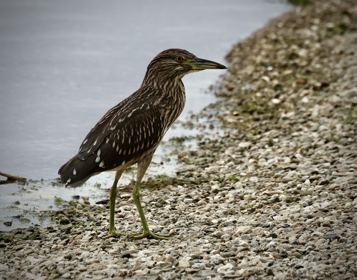 Black-crowned Night Heron - ML642094124