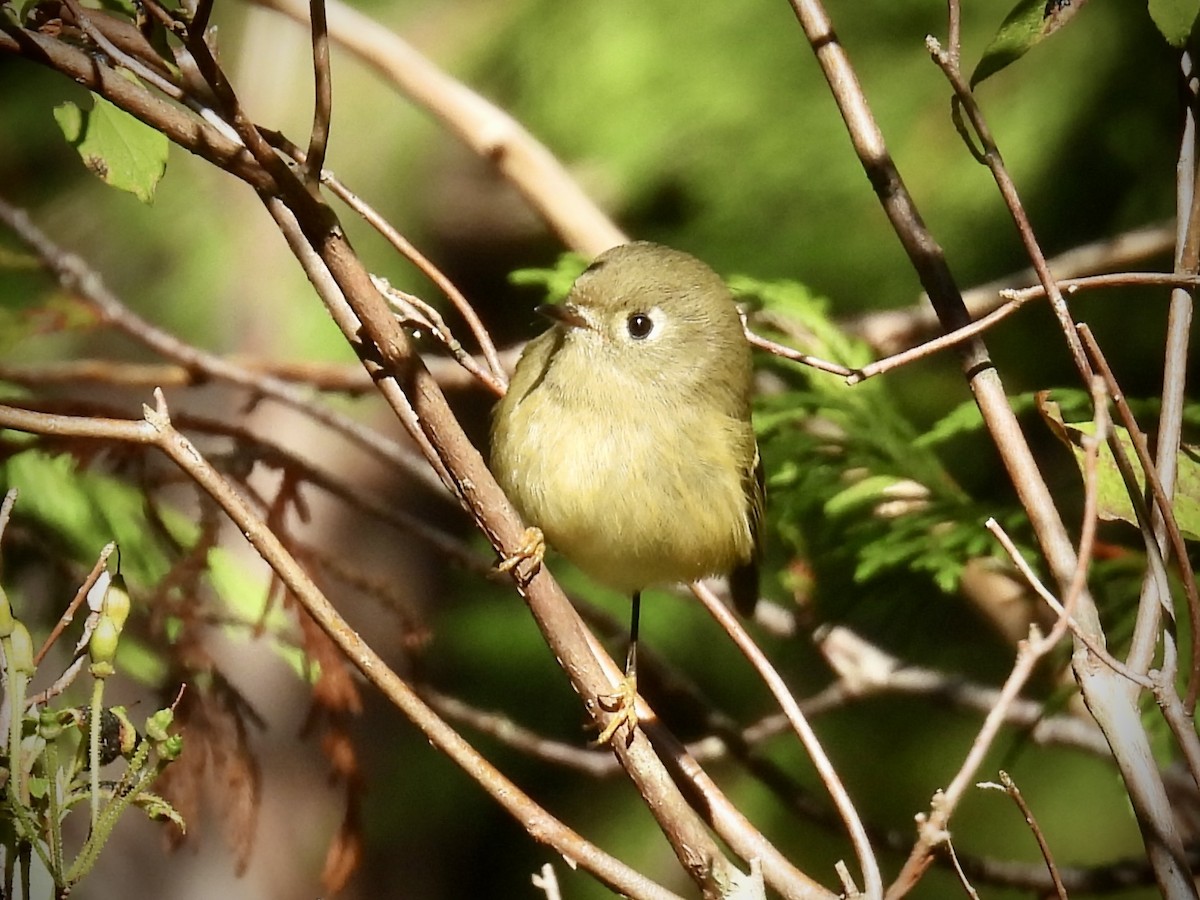 Ruby-crowned Kinglet - ML642094128