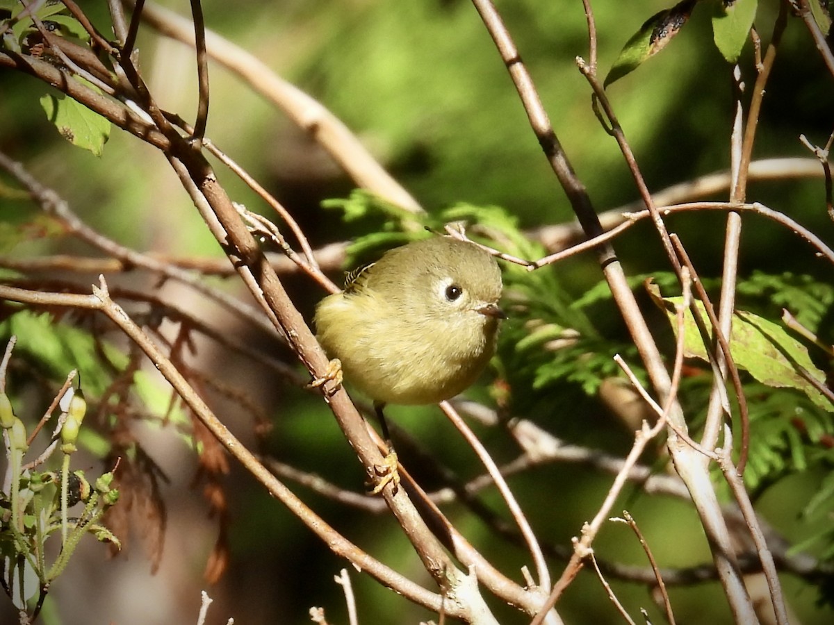 Ruby-crowned Kinglet - ML642094129