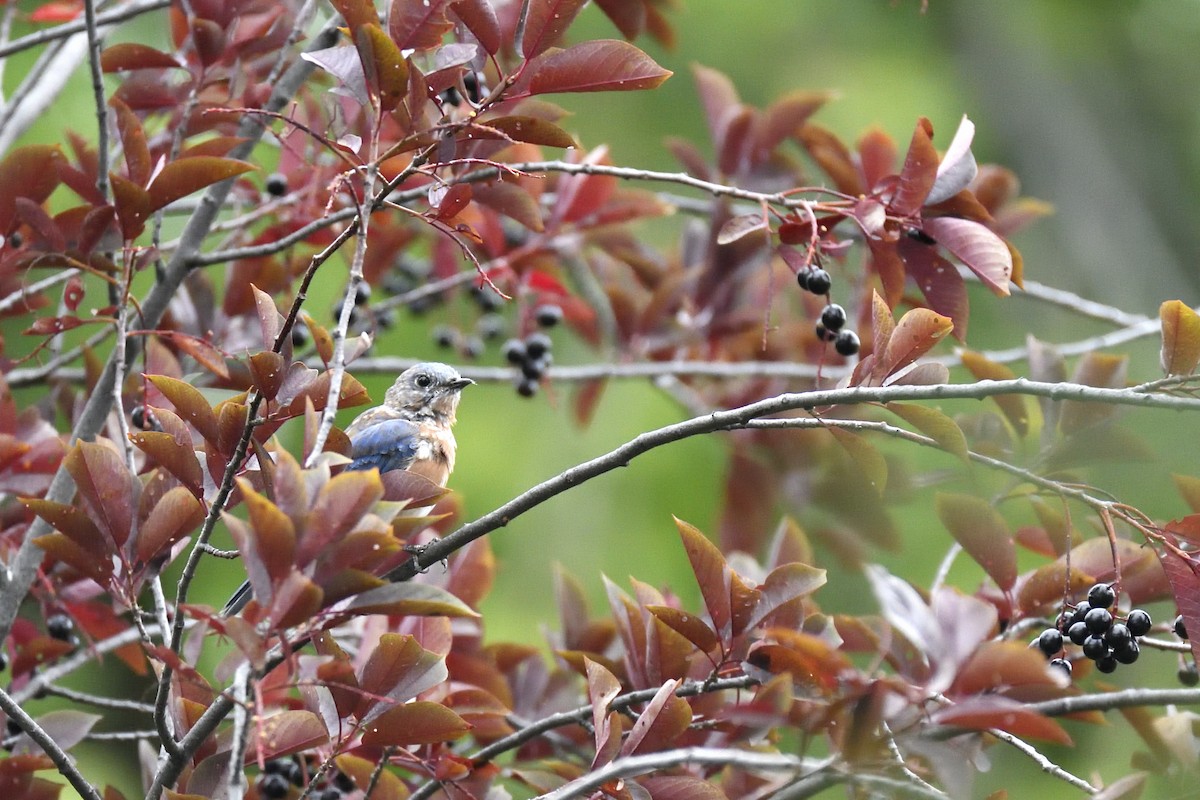 Eastern Bluebird - ML642094130