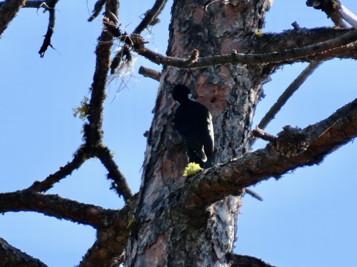 Black-backed Woodpecker - ML642094140