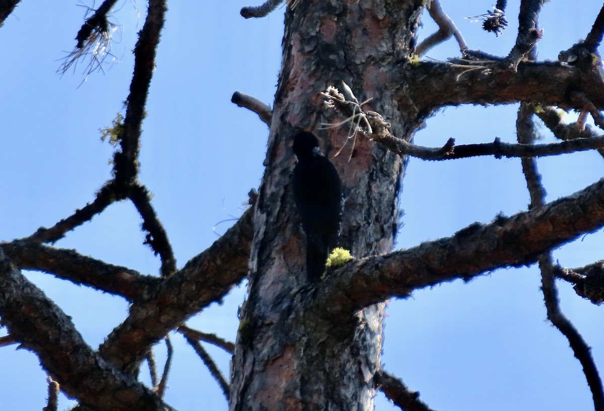 Black-backed Woodpecker - ML642094141