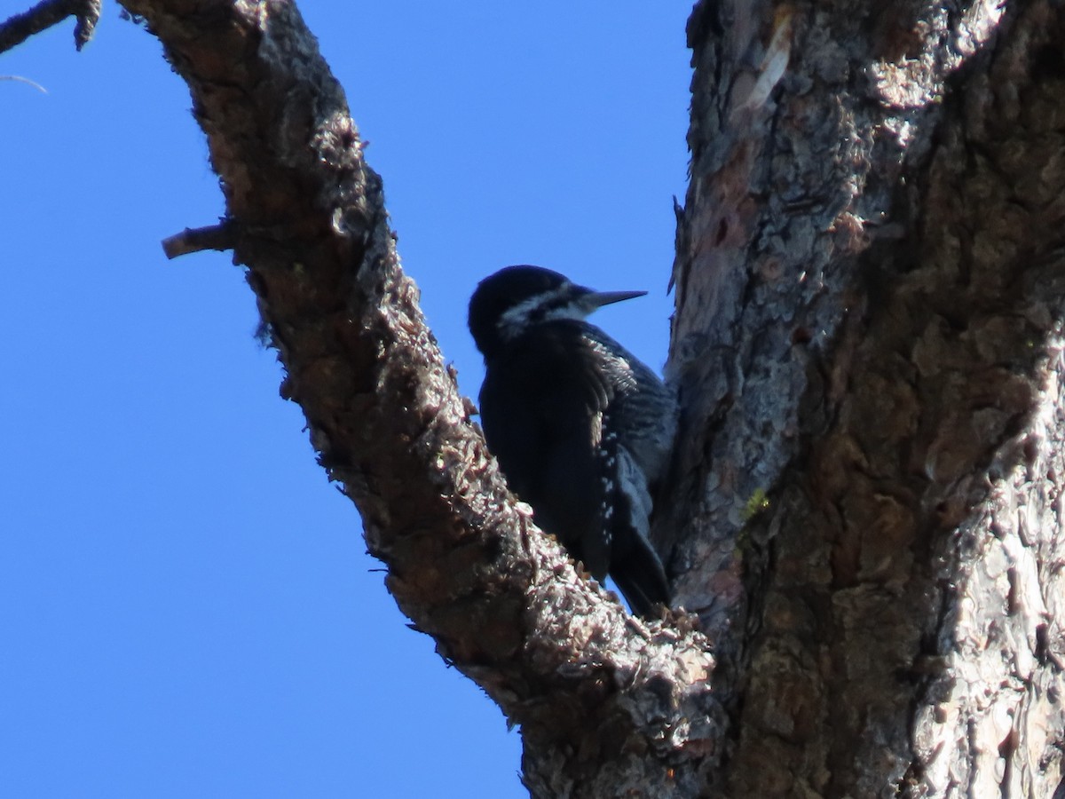 Black-backed Woodpecker - ML642094142