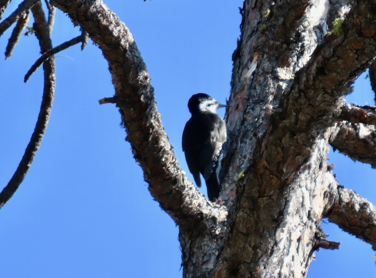 Black-backed Woodpecker - ML642094143