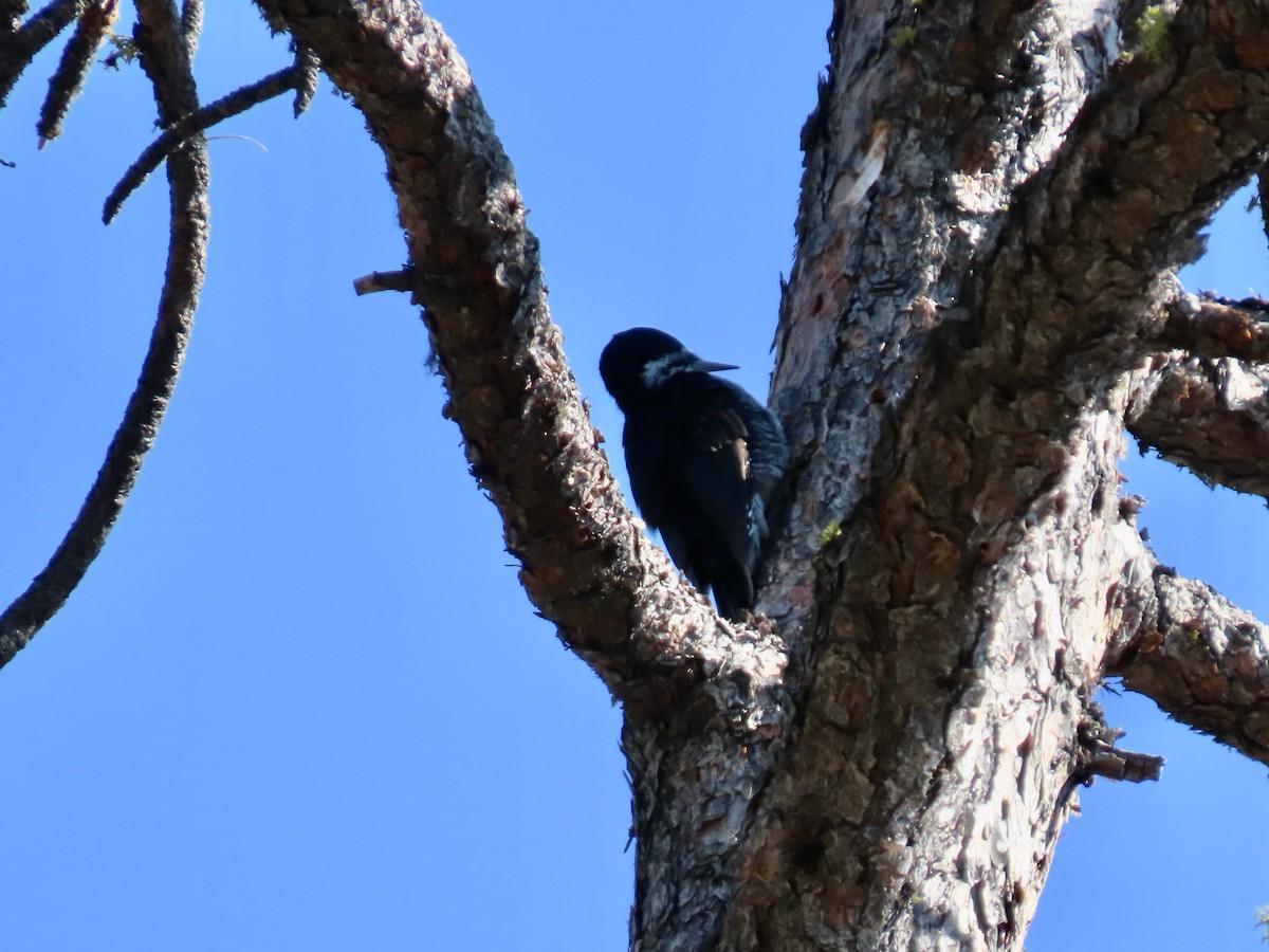 Black-backed Woodpecker - ML642094144