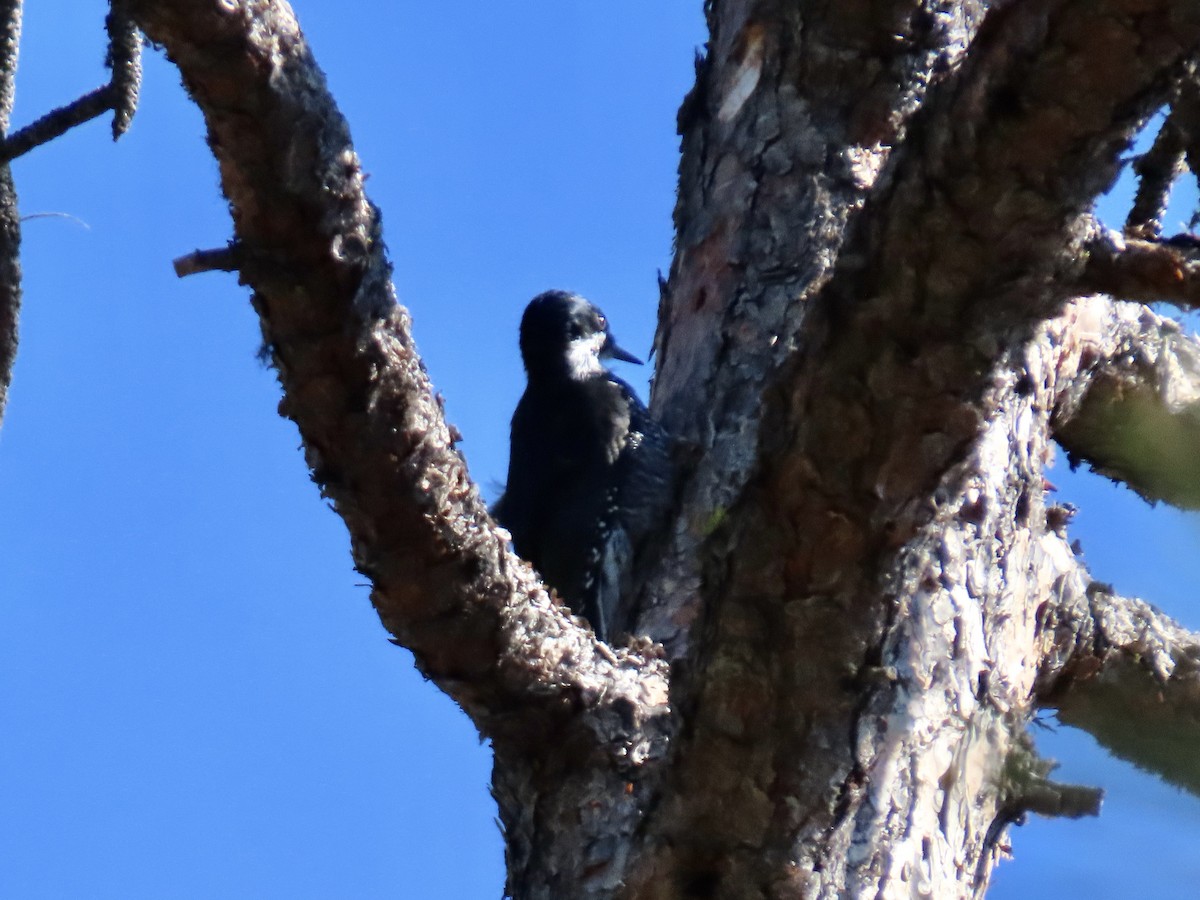 Black-backed Woodpecker - ML642094145
