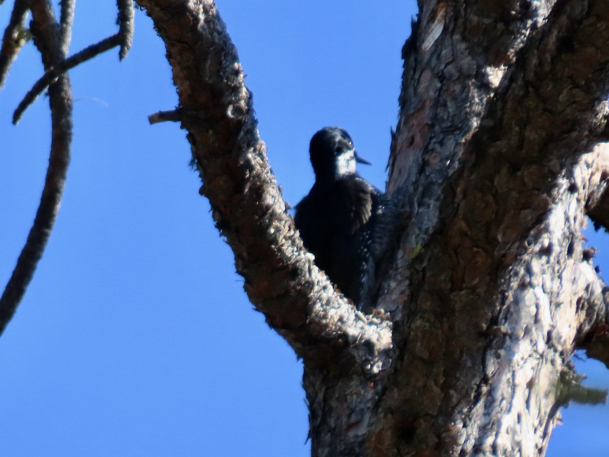 Black-backed Woodpecker - ML642094146