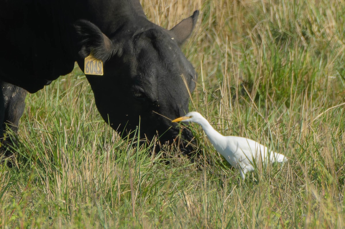 Western Cattle-Egret - ML642094147