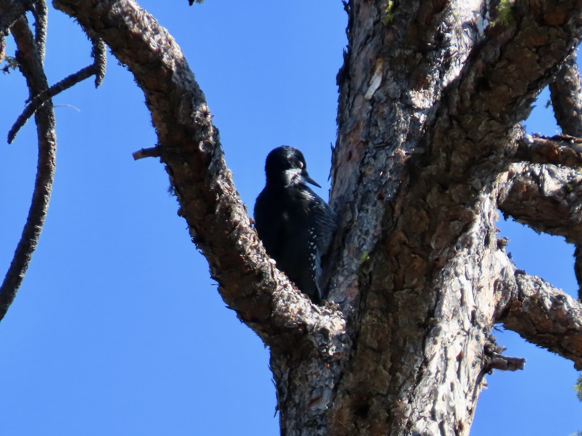 Black-backed Woodpecker - ML642094148