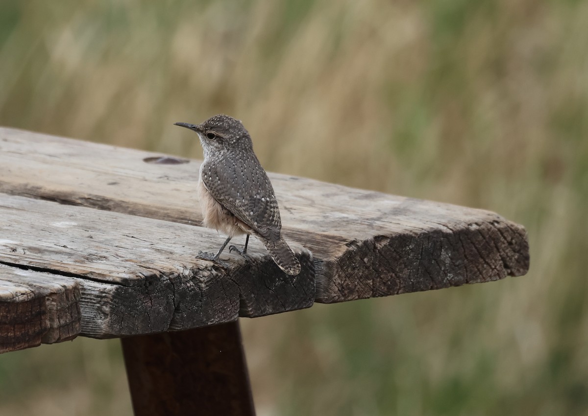 Rock Wren - ML642094152