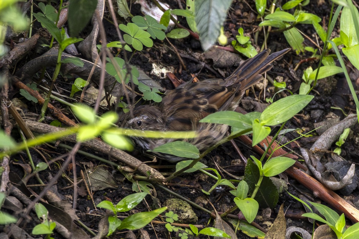 Song Sparrow - ML642094157