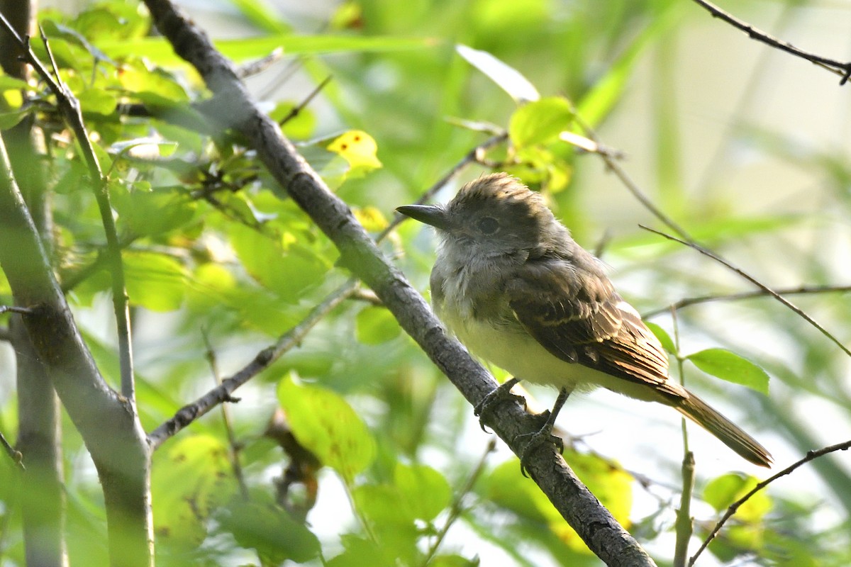Great Crested Flycatcher - ML642094158