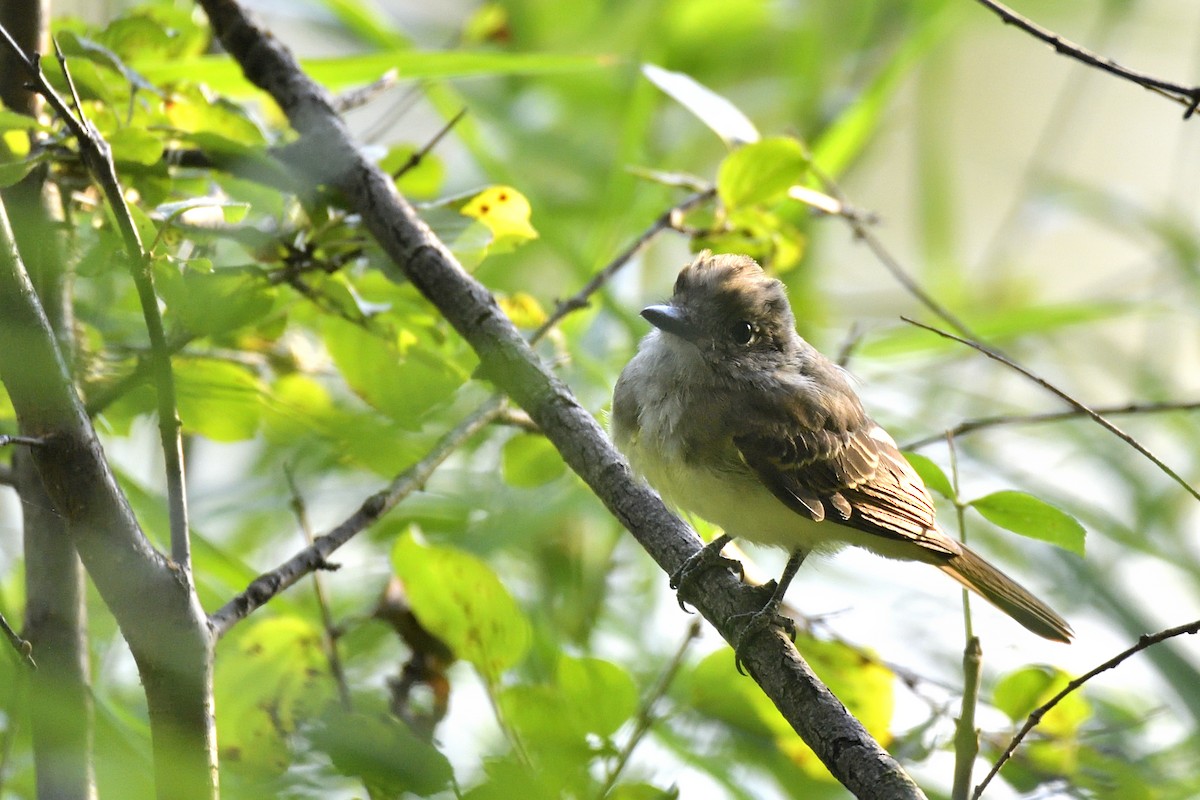 Great Crested Flycatcher - ML642094159