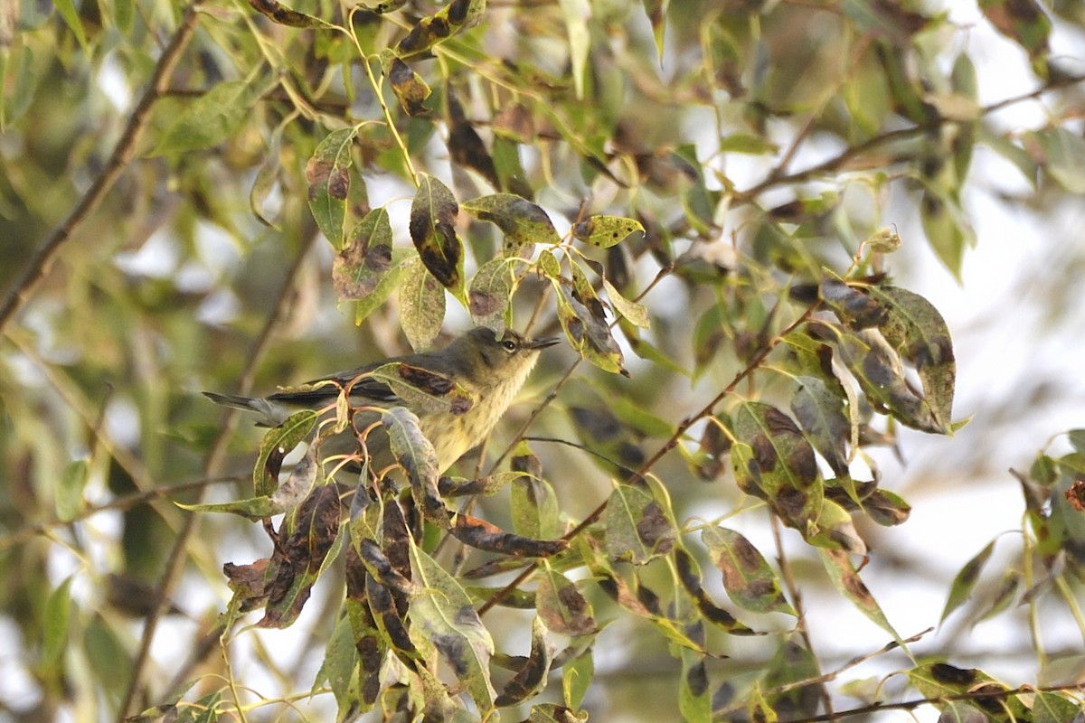 Cape May Warbler - ML642094160