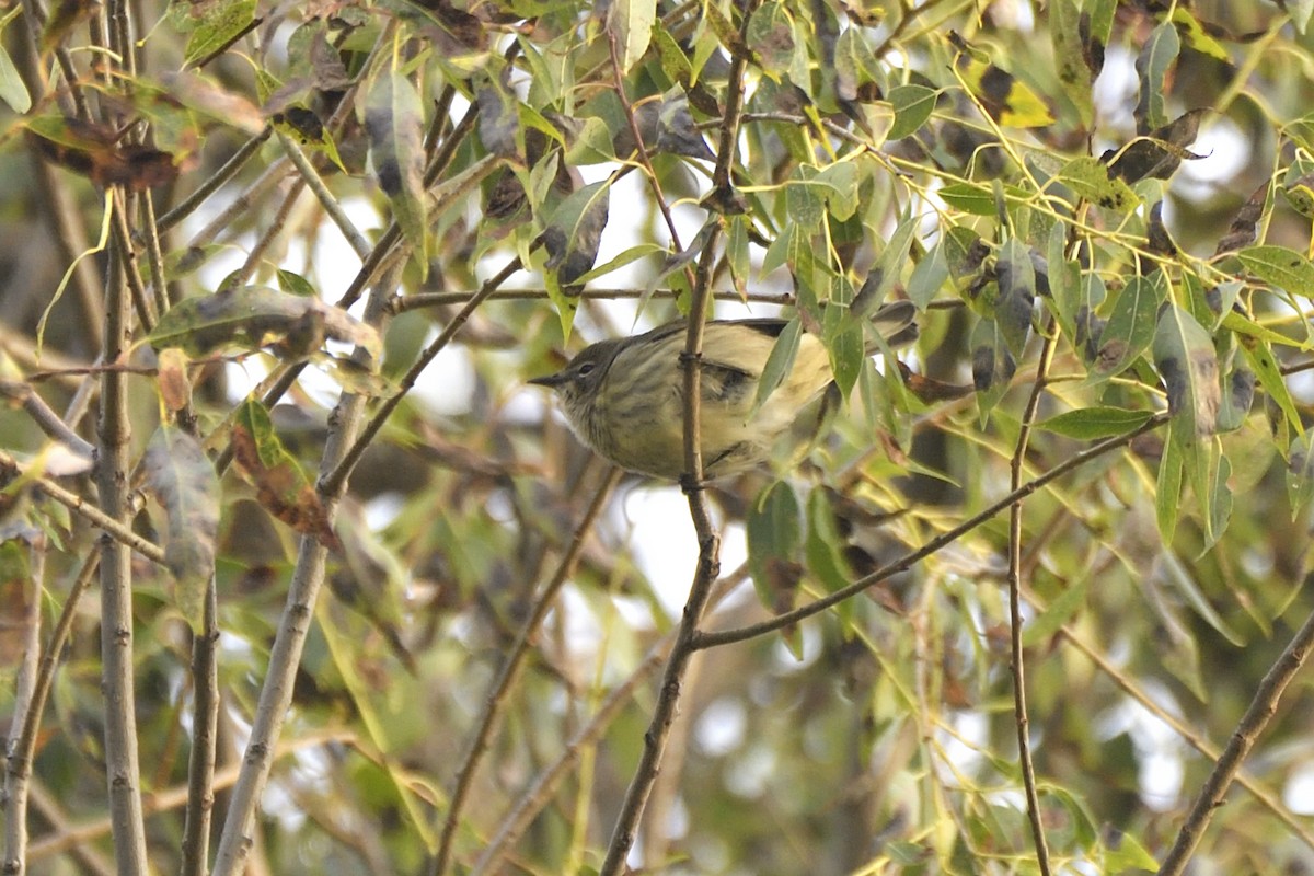 Cape May Warbler - ML642094161