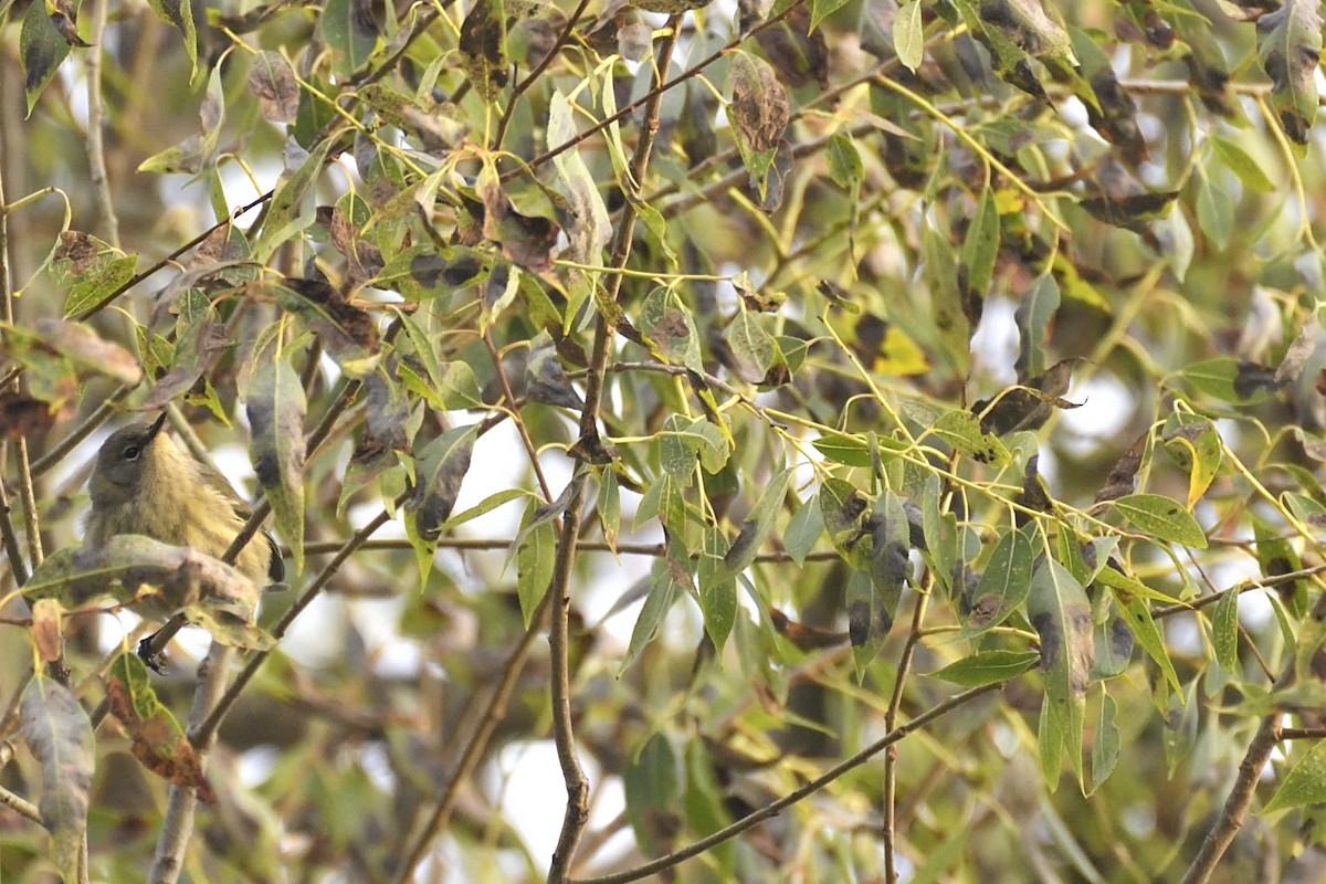 Cape May Warbler - ML642094162