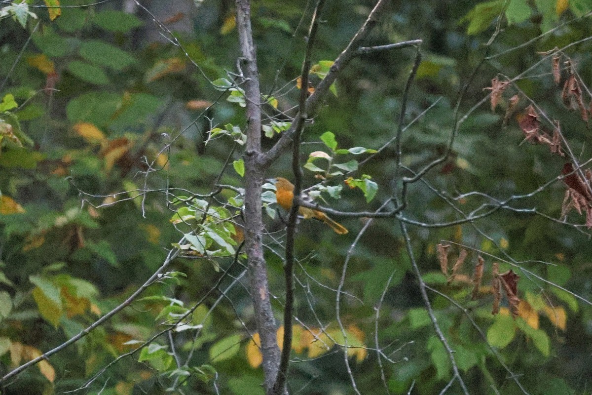 Baltimore Oriole - ML642094163