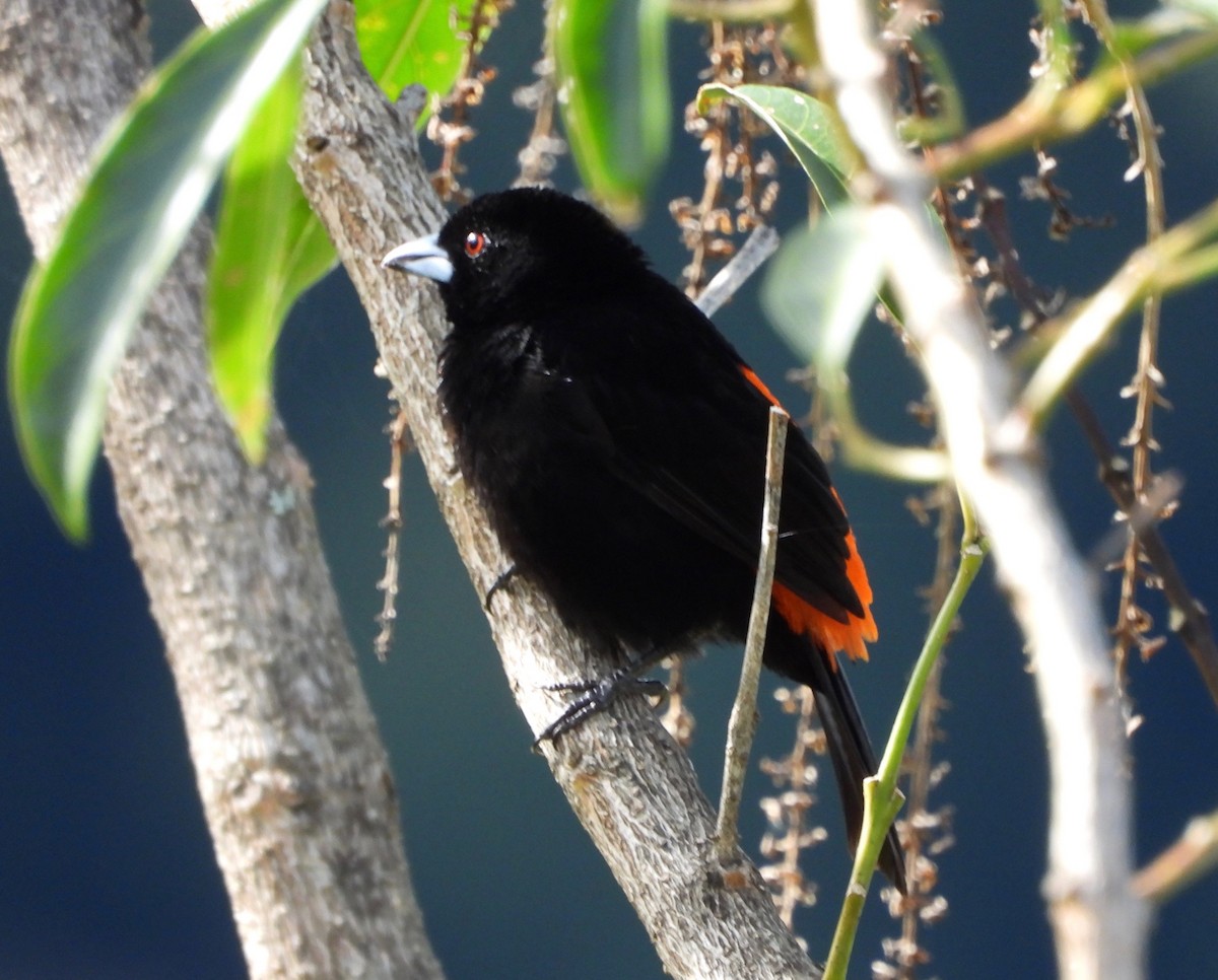 Scarlet-rumped Tanager - ML642094168