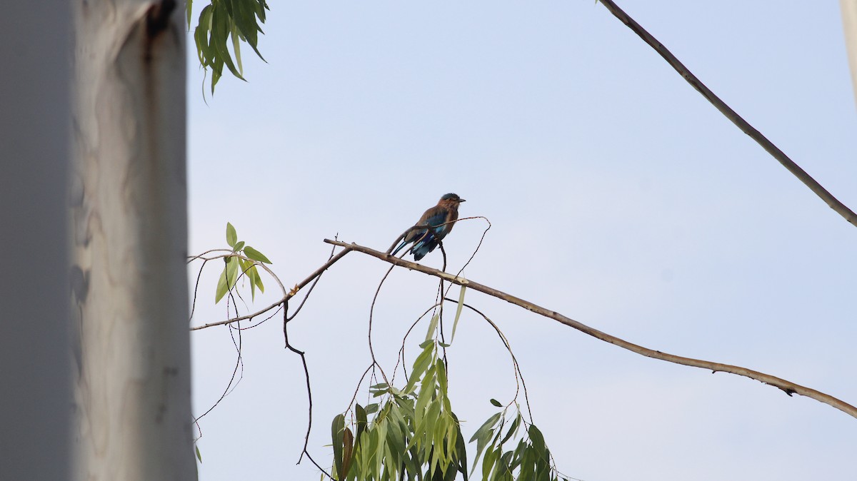 Indian Roller - ML642094170