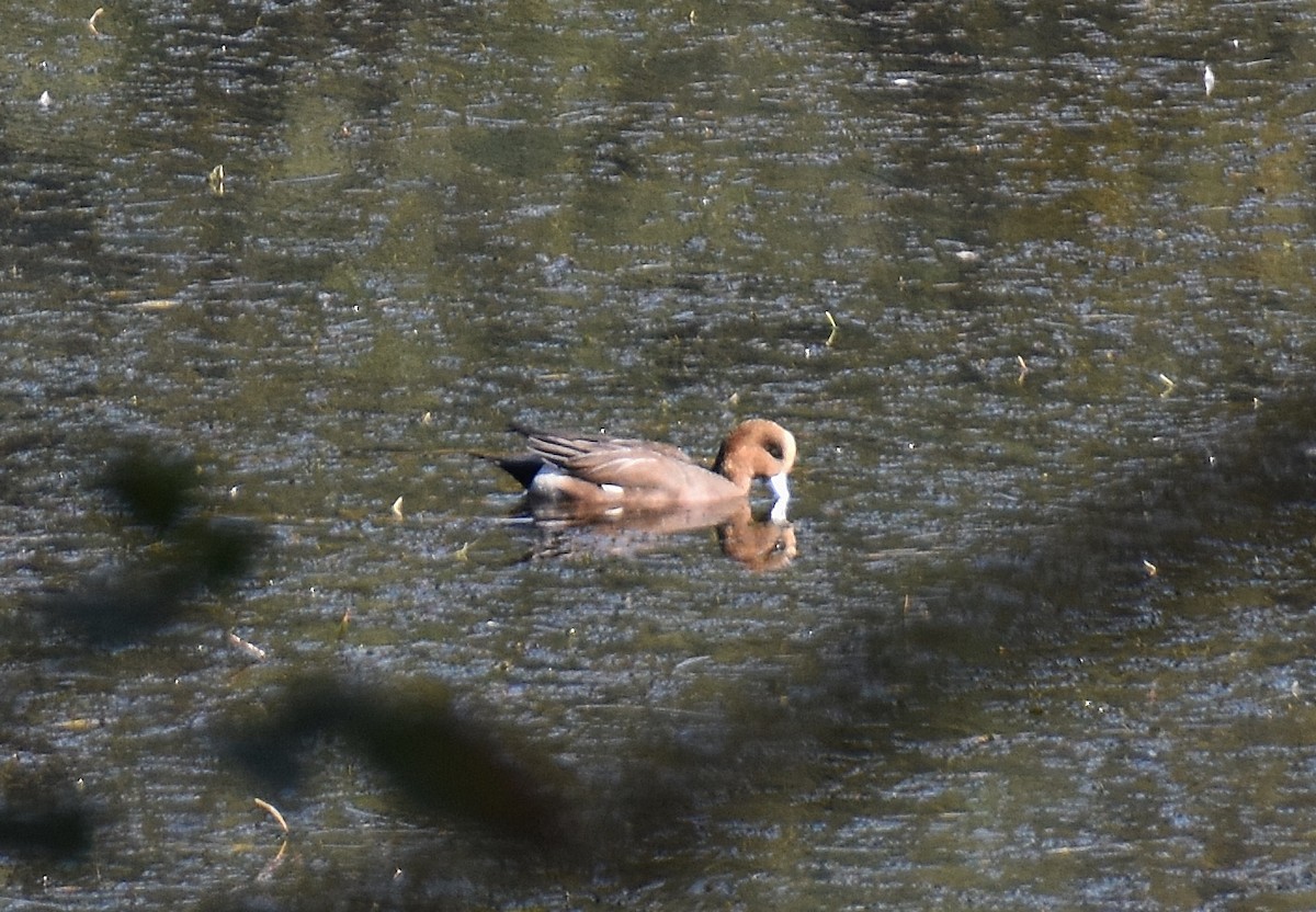 Eurasian x American Wigeon (hybrid) - ML642094171