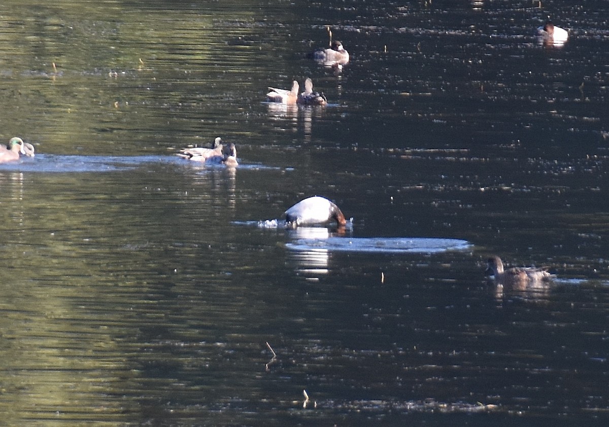 Canvasback - ML642094174