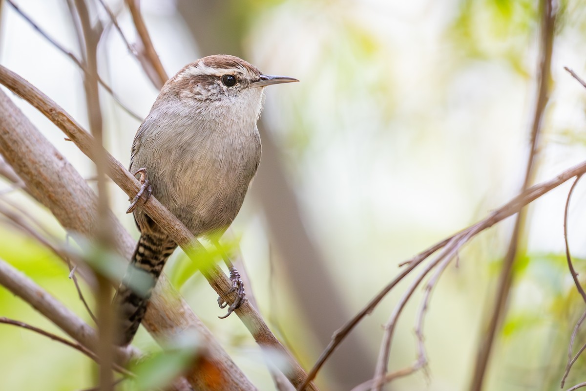 Bewick's Wren (spilurus Group) - ML642094176